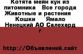 Котята мейн-кун из питомника - Все города Животные и растения » Кошки   . Ямало-Ненецкий АО,Салехард г.